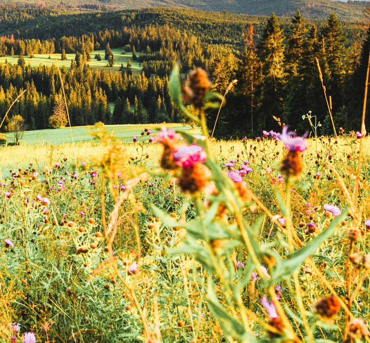 Kachel_Biodiversitaet